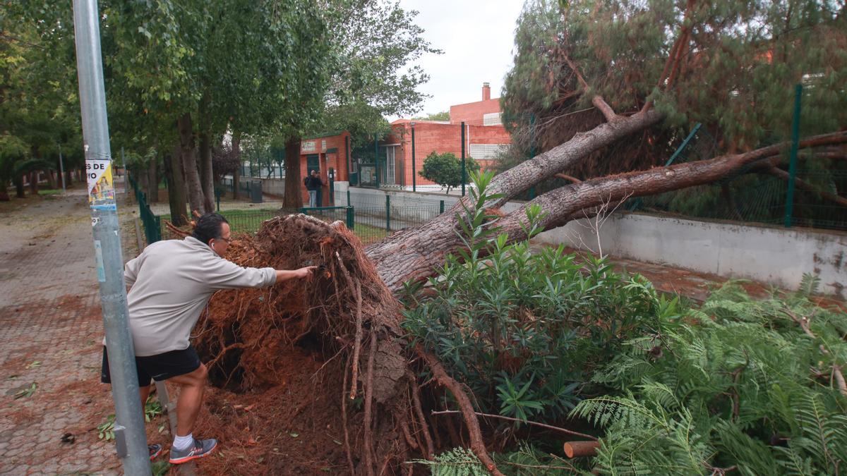 El cambio climático obliga a repensar el arbolado urbano: necesitamos más árboles, pero de otro tipo