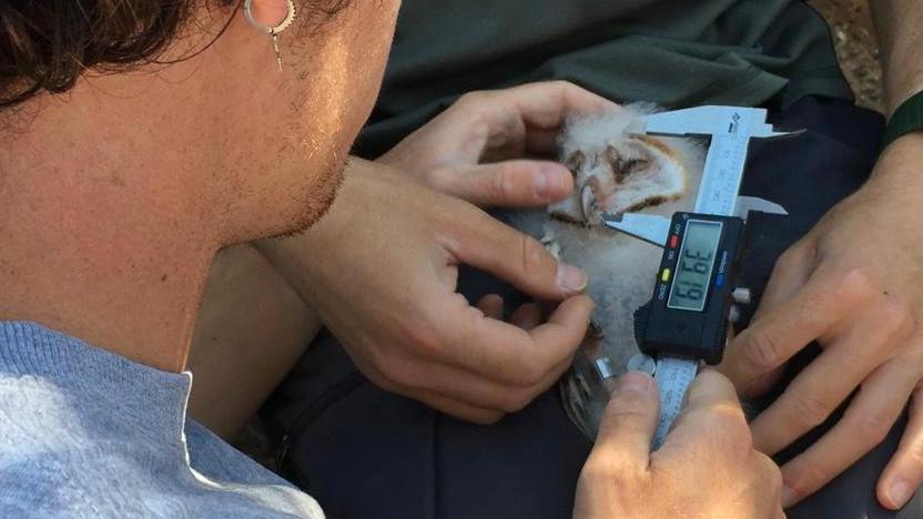 Un joven ornitólogo de 25 años vuelve para salvar a la población de rapaces en Belchite