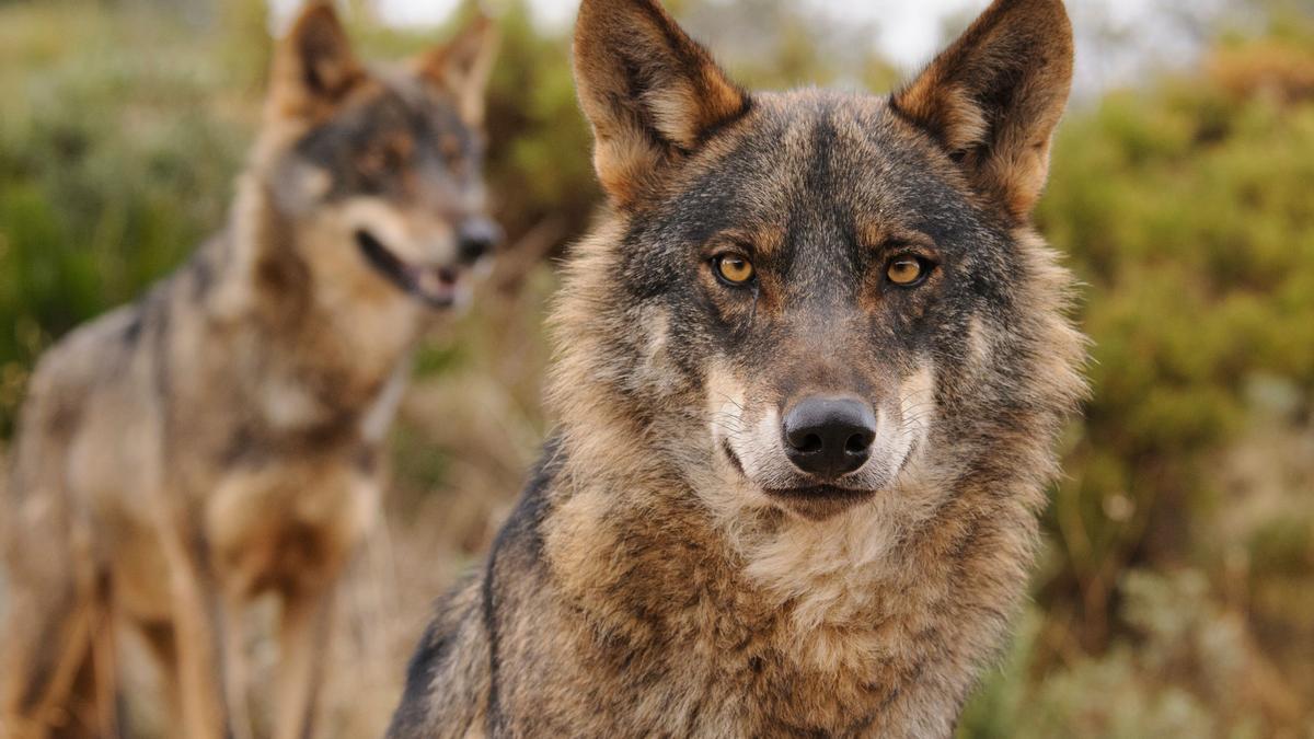 El lobo se extiende casi un 10% en Cantabria en cinco años y llega a 11 nuevos municipios