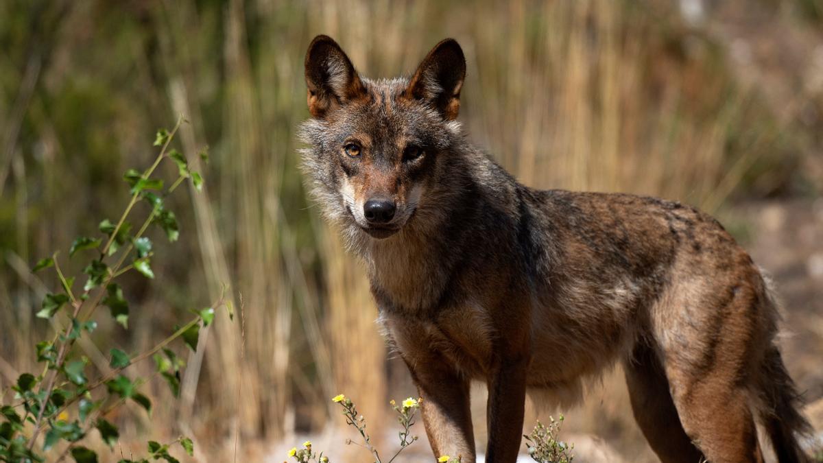 El PP aprovecha la ley anti desperdicio de comida para desproteger al lobo porque sus ataques generan «residuos de cadáveres»